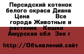 Персидский котенок белого окраса Диана › Цена ­ 40 000 - Все города Животные и растения » Кошки   . Амурская обл.,Зея г.